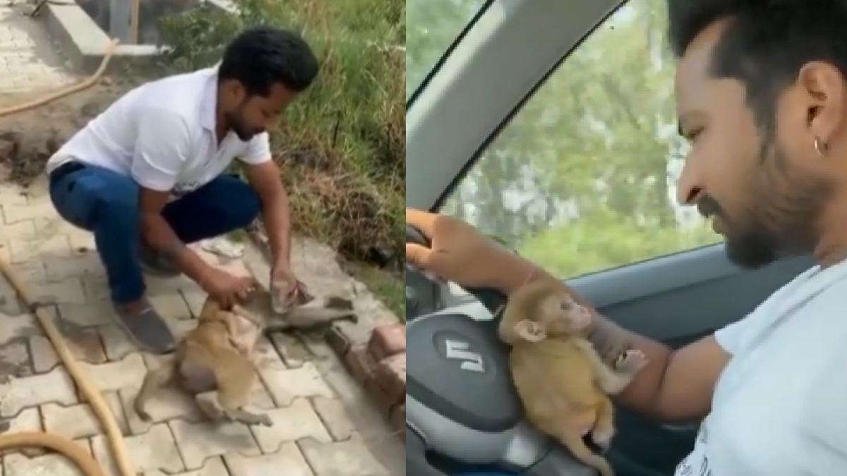 A Mother Monkey’s Death and Baby’s Survival Show True Compassion in India