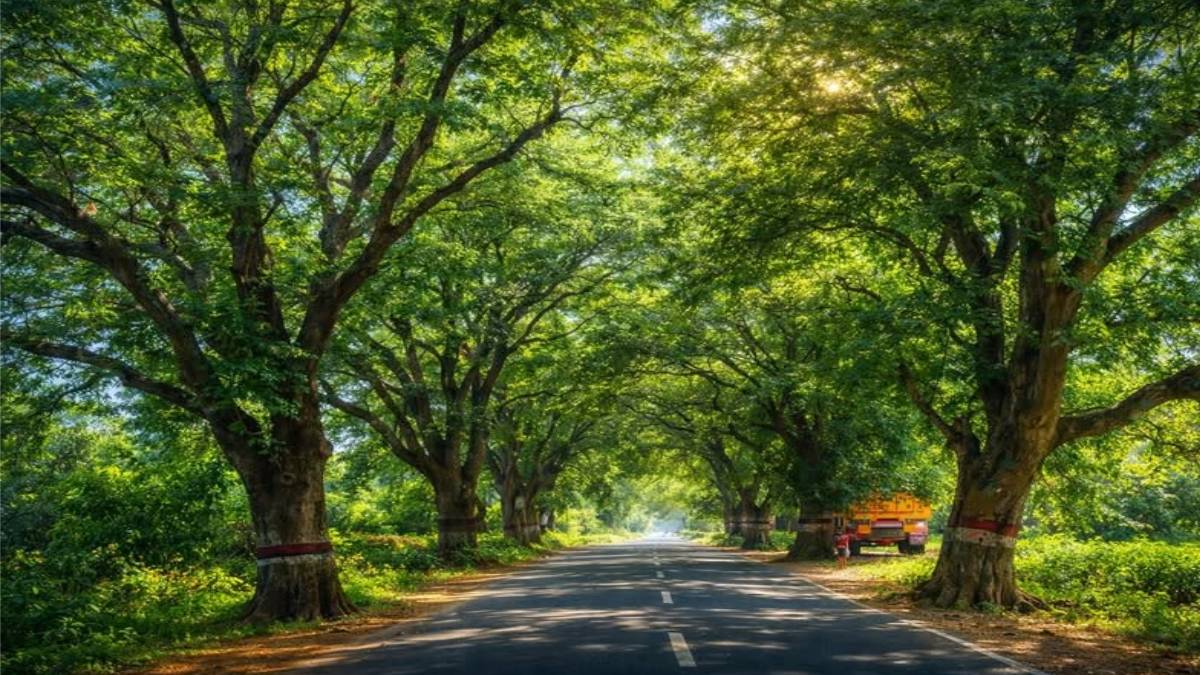 ಸಾಲುಹುಣಸೆಯ ಸಾಕ್ಷಿಭೂತ ಮರಗಳಿಗೆ ಸಂಕಷ್ಟ - ಪೆಟ್ರೋಲ್ ಬಂಕ್‌ಗಾಗಿ ನೂರಾರು ವರ್ಷದ ಮರಗಳ ಬಲಿ ಪಡೆಯುವುದೇ ಅಭಿವೃದ್ಧಿ?