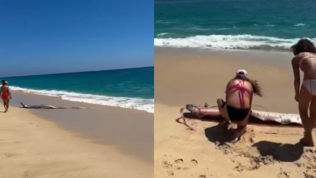 ‘Major Disaster’ On Way? Two Deep-Sea ‘Doomsday Fish’ On Mexico Beach Create Panic Amid Middle East War