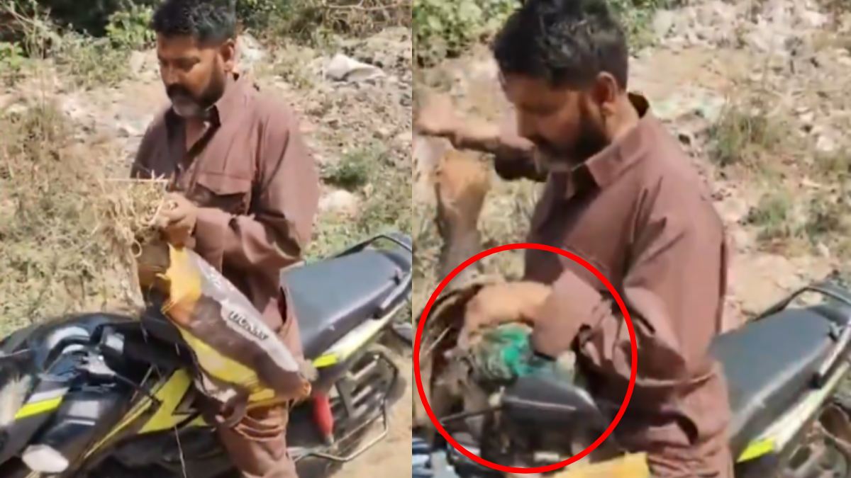 Peacock Poaching in Kannauj: National Bird Faces Illegal Hunting Threat