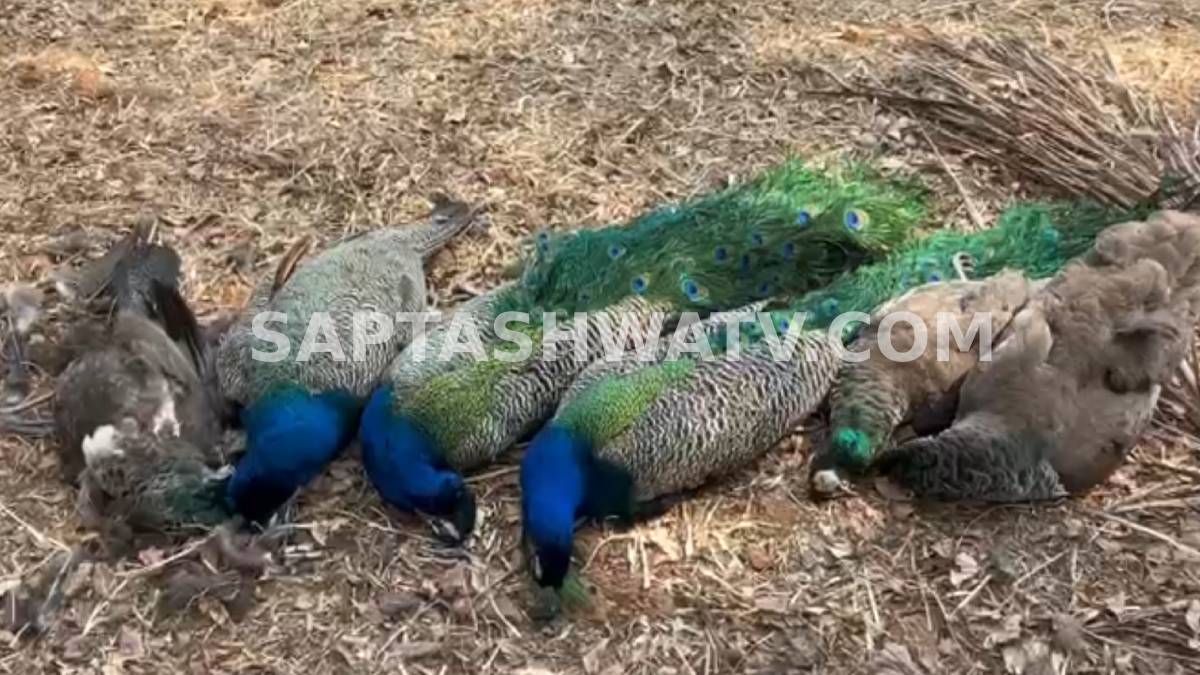 Bengaluru: Six Peacocks Found Dead in Nelamangala, Poisoning Suspected