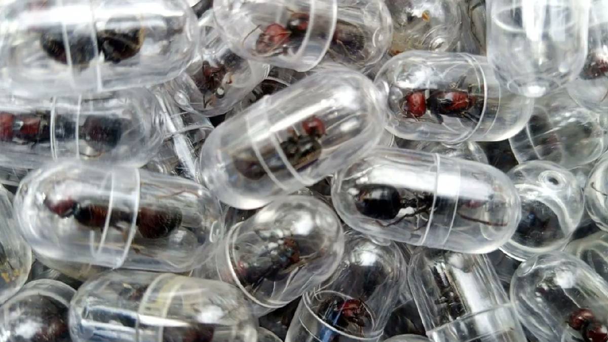 Chinese Citizen Arrested in Kenya for Illegal Trafficking of 2,000 Queen Ants