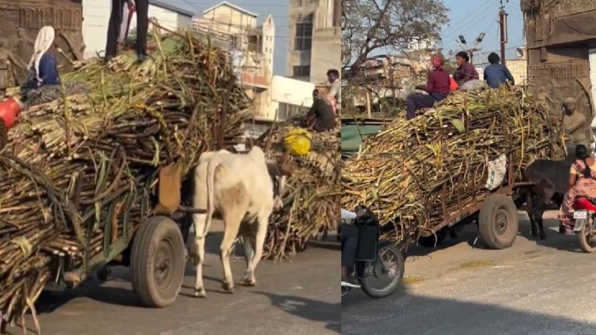 Ending Animal Exploitation: Replace Carts with Compassion and Embrace Humane Alternatives