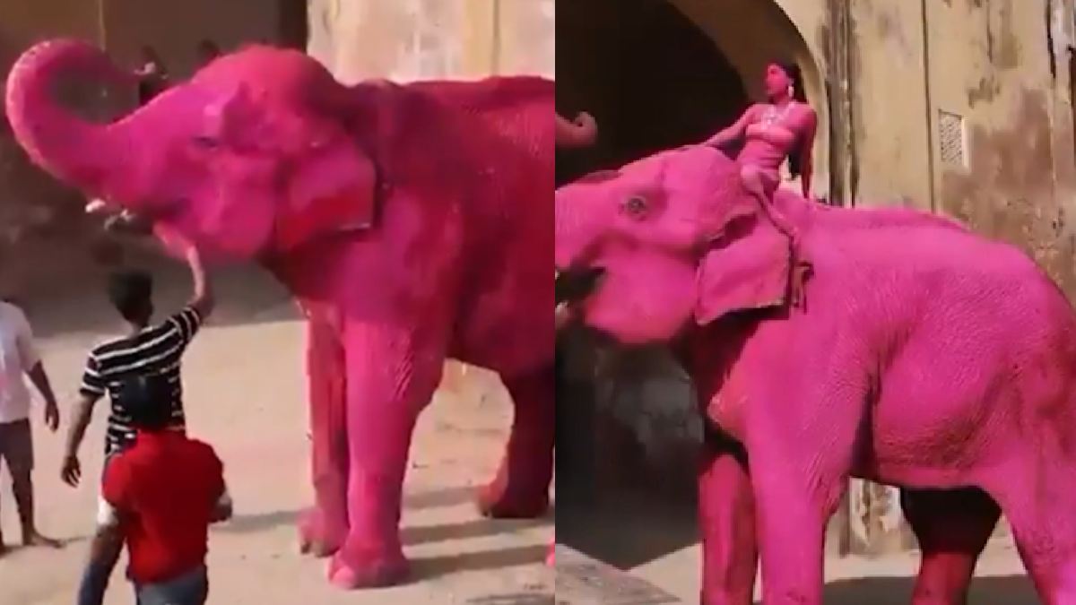 Russian Photographer’s Pink Elephant Photoshoot in Jaipur Sparks Global Outrage
