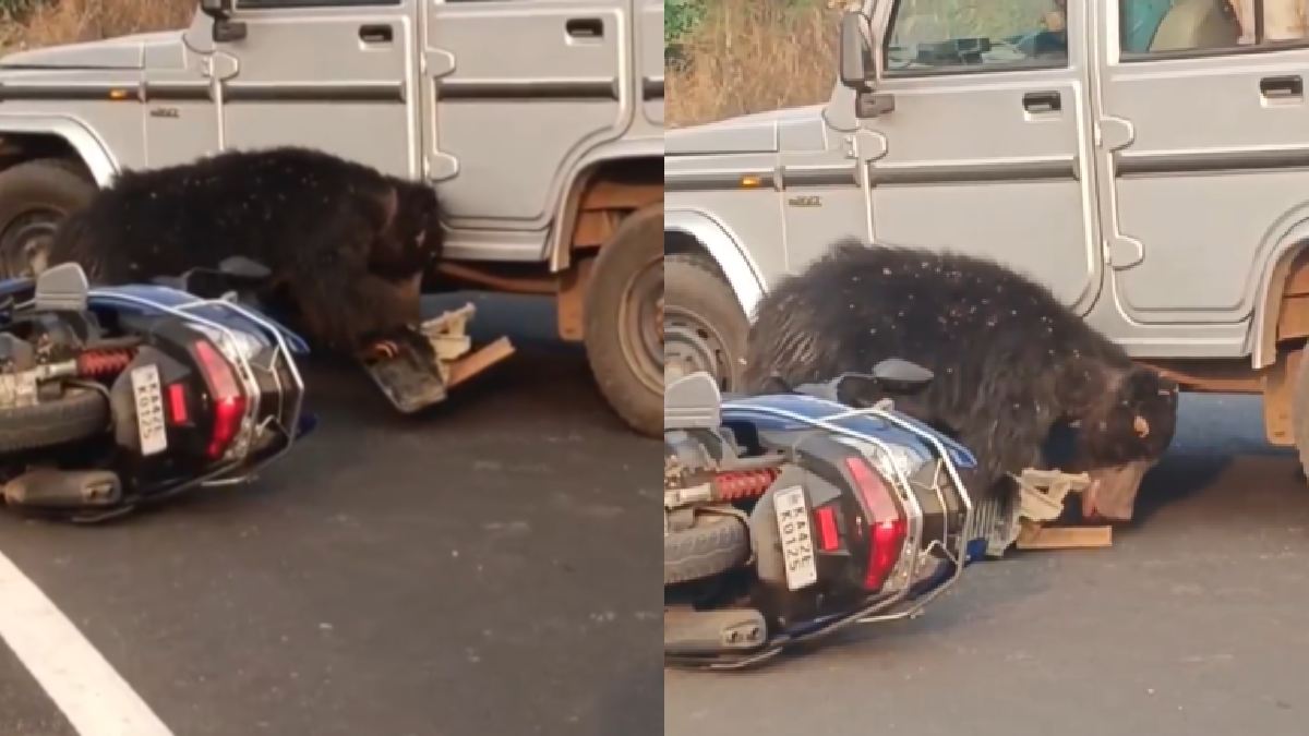 Sloth Bear Sighting in Karnataka Road Sparks Panic Among Locals