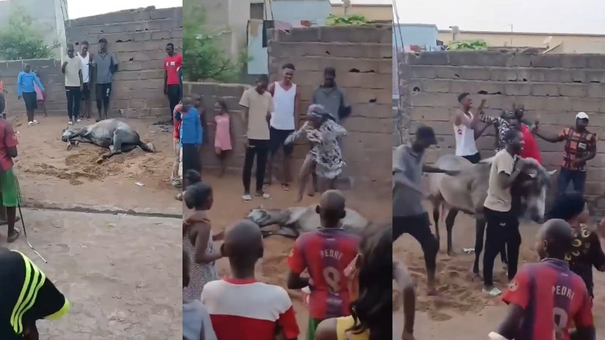Tanzania Viral Video: Ritual Claim of Reviving Horse Sparks Global Debate