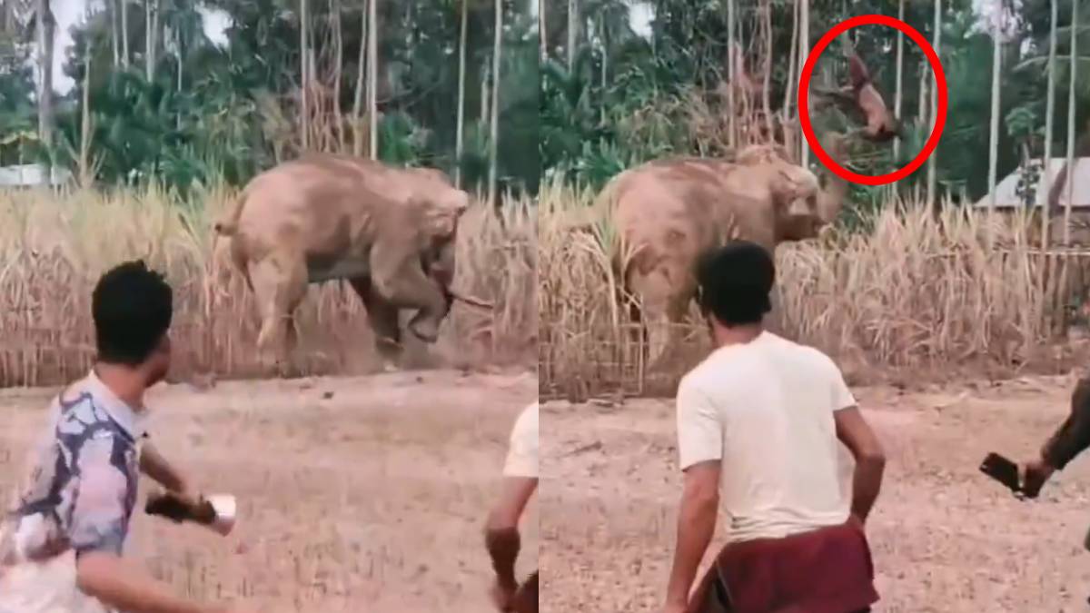 ಸೊಂಡಿಲಲ್ಲಿ ಯುವಕನ ಮೇಲಕ್ಕೆ ತೂರಿ ನೆಲಕ್ಕೆ ಬಿಸಾಡಿದ ಭಯಾನಕ ಆನೆ - ವಿಡಿಯೋ ನೋಡಿ ಬೆಚ್ಚಿ ಬೀಳುವಂತಿದೆ!!