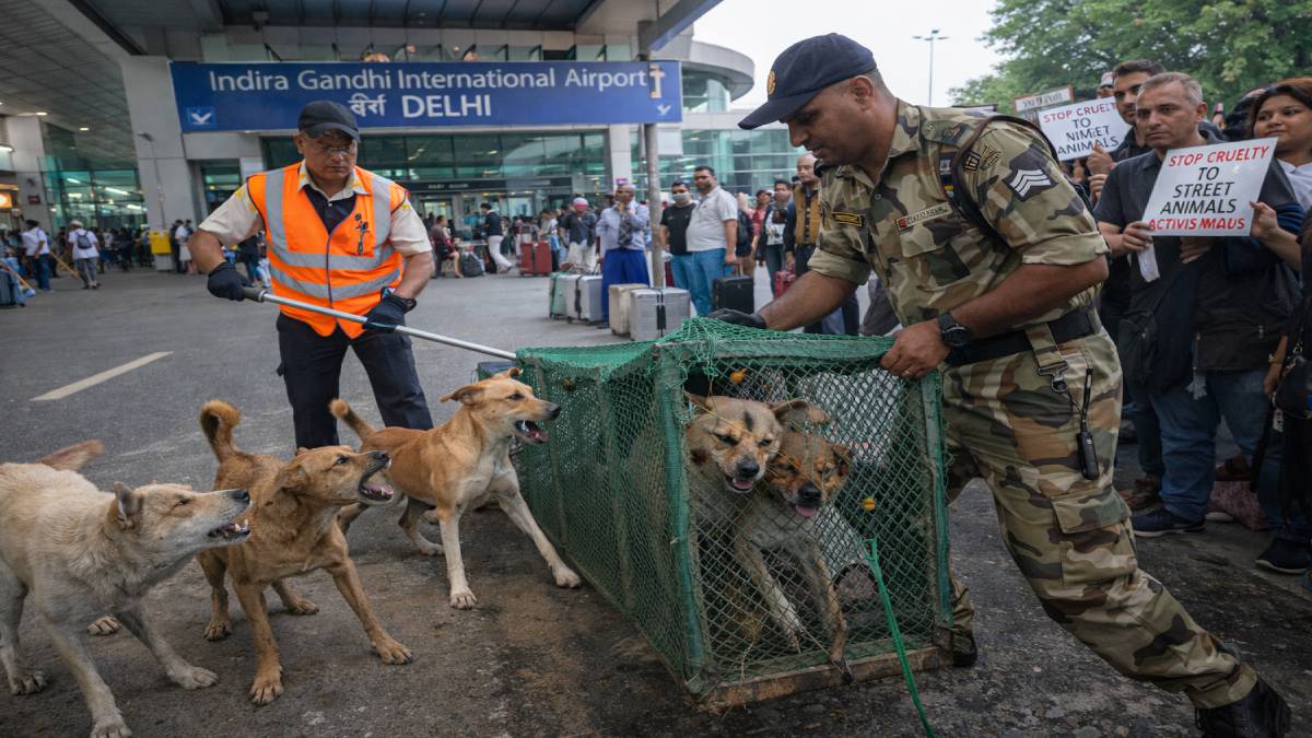 ಏರ್‌ಪೋರ್ಟ್‌ನಲ್ಲಿ ನಾಯಿಗಳ ದರ್ಬಾರ್‌ಗೆ ಬ್ರೇಕ್ - 3 ತಿಂಗಳಲ್ಲಿ 30 ಜನರಿಗೆ ಕಚ್ಚಿದ್ದ ಶ್ವಾನಗಳ ಎತ್ತಂಗಡಿ!!