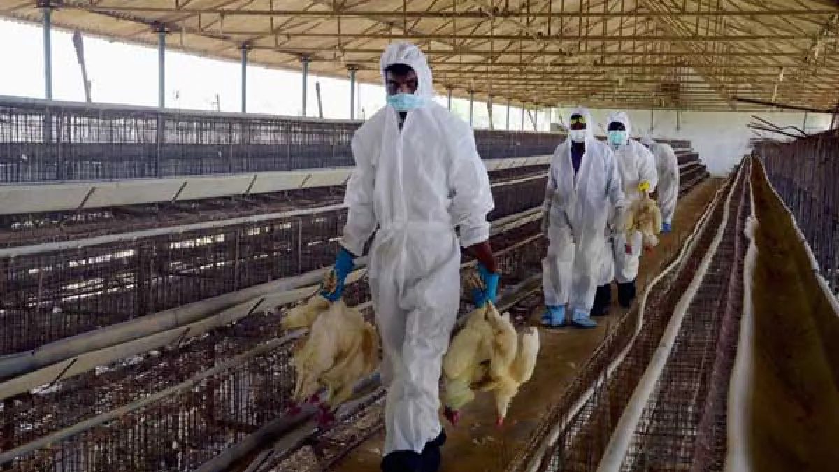 Bird Flu in Karnataka: H5N1 Detected in Bengaluru Poultry Farm, Safety Measures Intensified