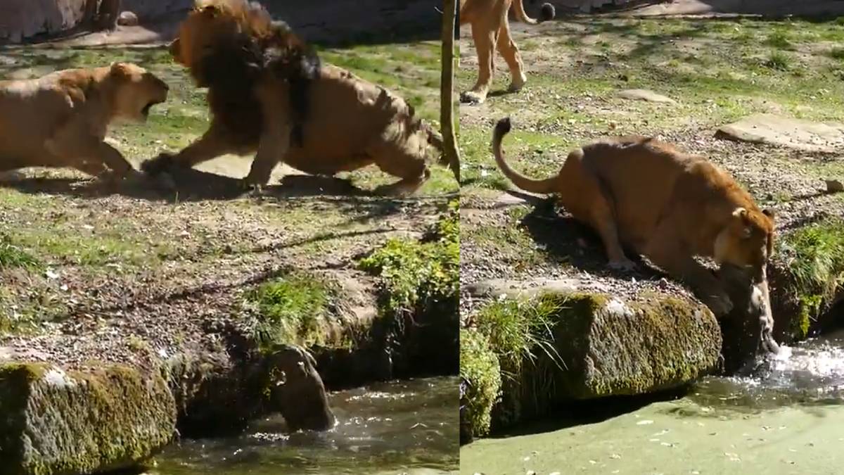 ನೀರಿಗೆ ಬಿದ್ದ ತನ್ನ ಮರಿಯನ್ನು ಕಾಪಾಡಲು ಕಾಡಿನ ರಾಜ ಸಿಂಹನನ್ನೇ ಸದೆಬಡಿದ ಹುಲಿರಾಯಪ್ಪ - ಎದೆ ನಡುಗಿಸುವ ವಿಡಿಯೋ!!