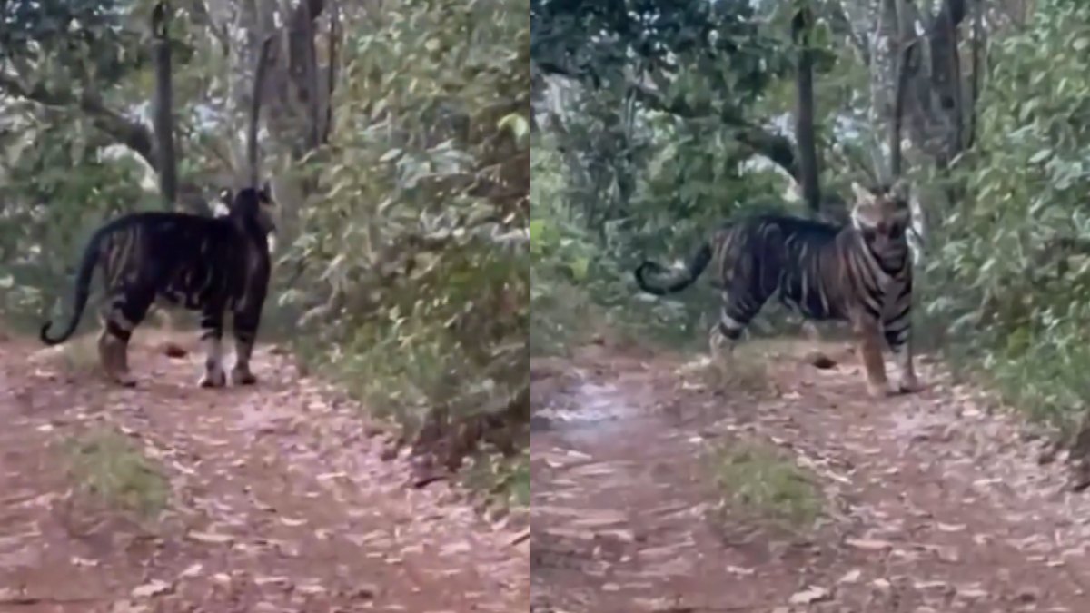 Rare Black Tiger Spotted in Odisha’s Similipal National Park: A Unique Genetic Wonder of Nature