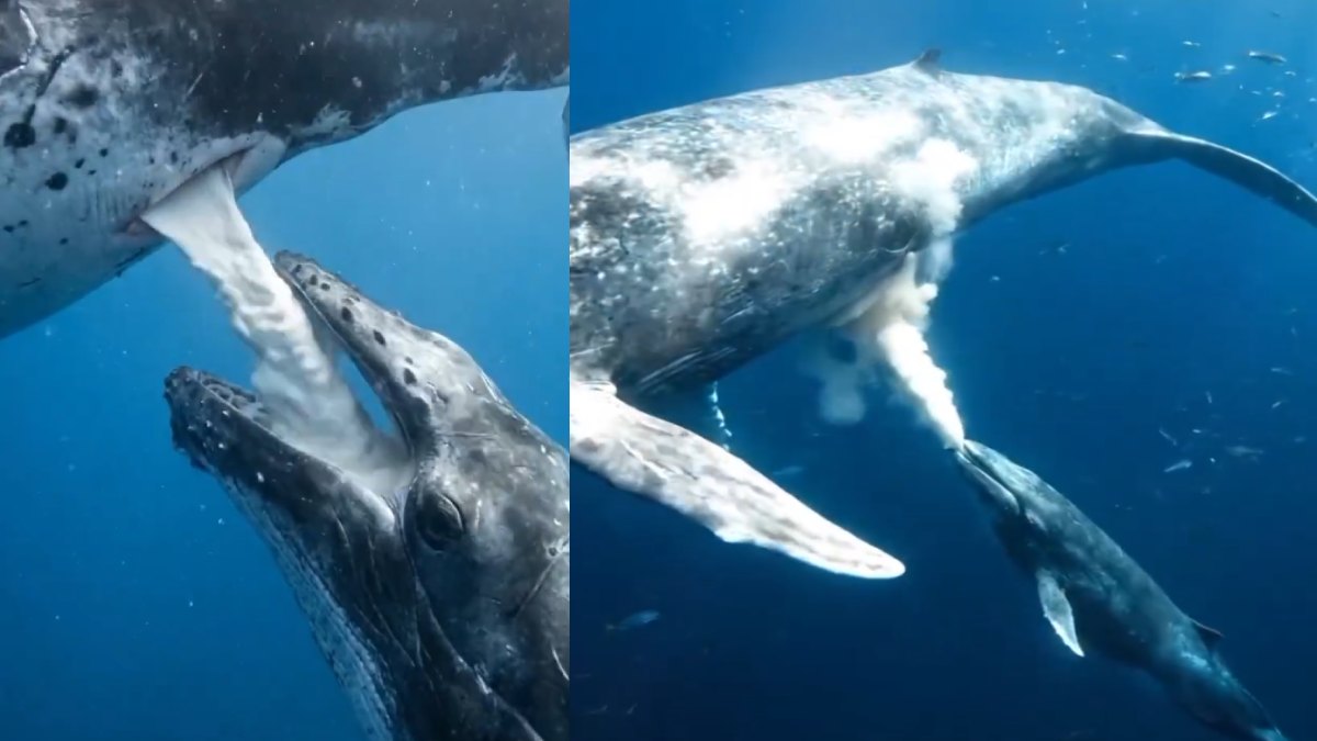 Blue Whale Milk: Nature’s Astonishing Design of Survival and Precision