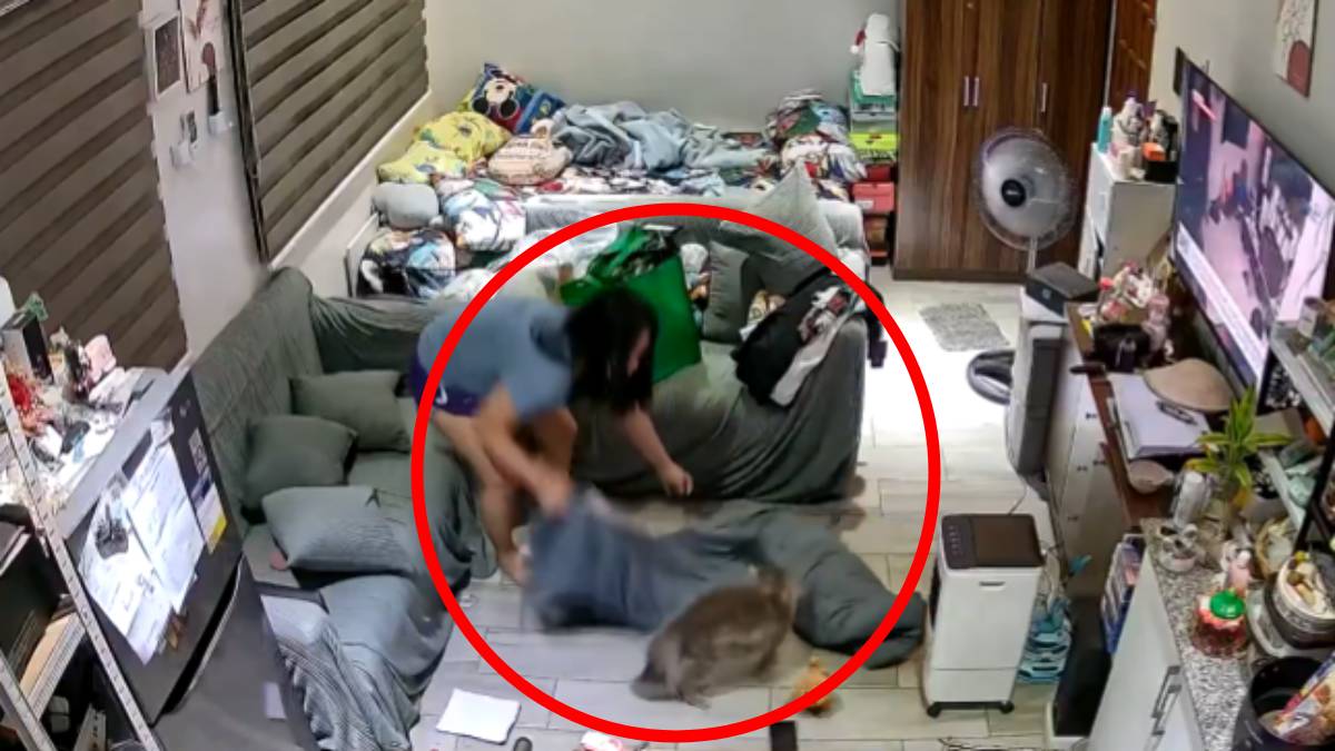 Why Cats Attack: Viral Video Shows Woman Attacked by Her Own Pet