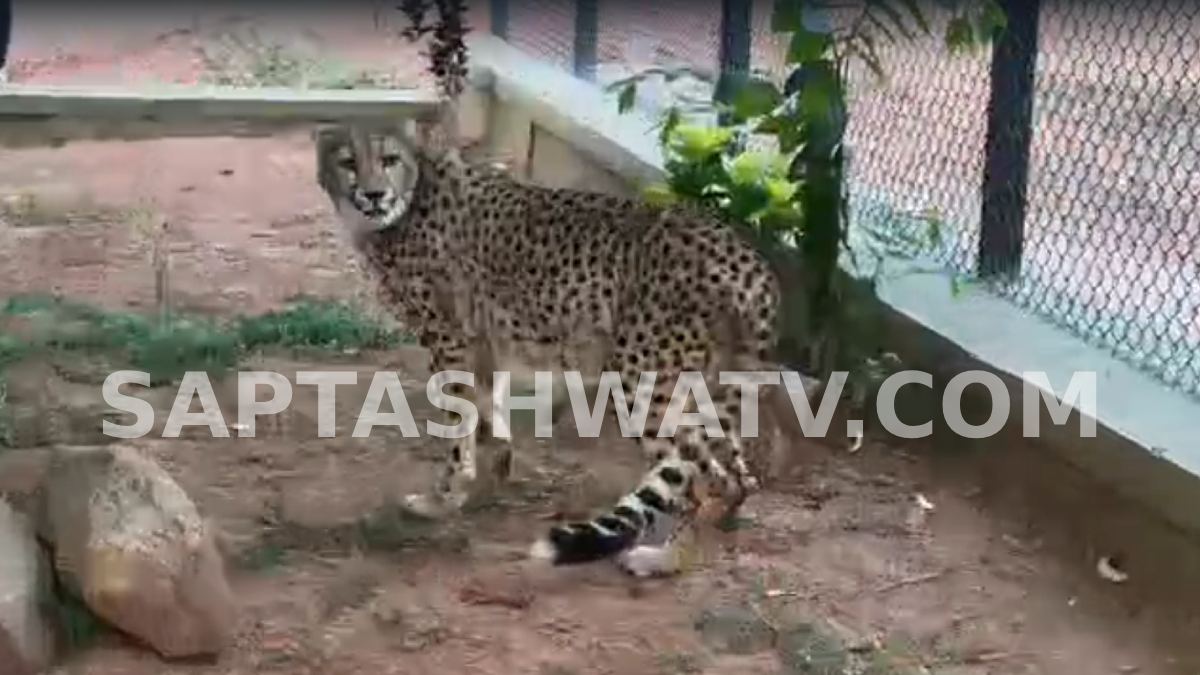 Bengaluru Welcomes 4 South African Cheetahs to Bannerghatta Biological Park