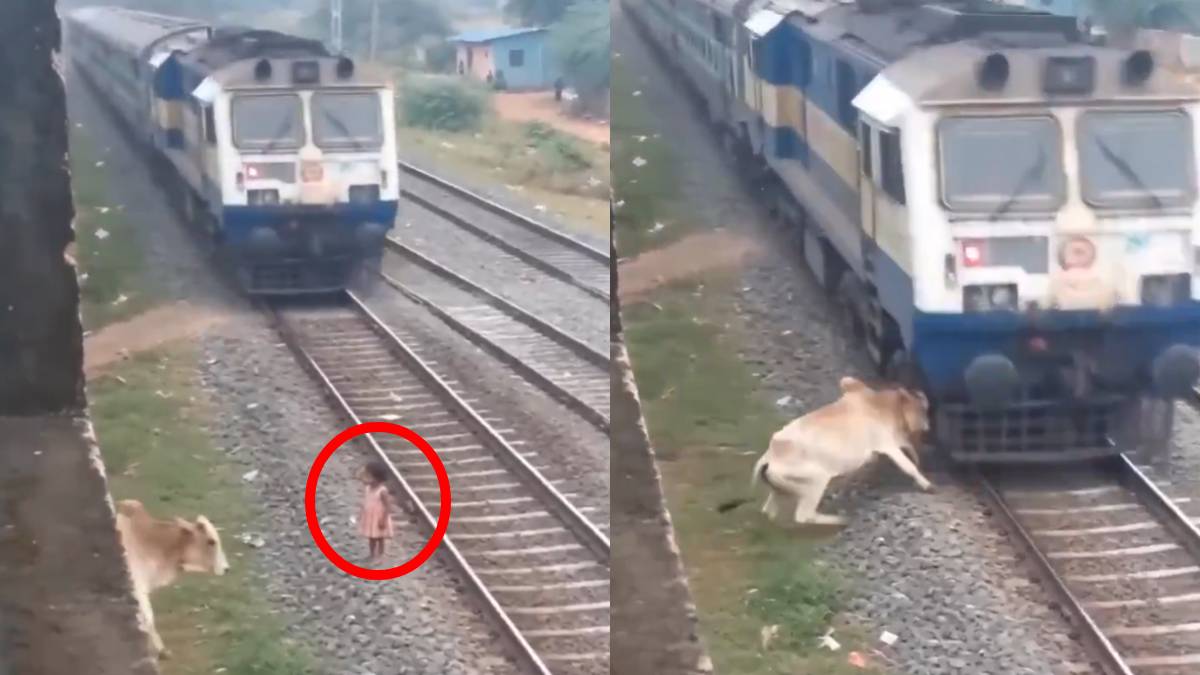 ಮಗುವನ್ನು ಉಳಿಸಿದ ಹಸು, ಬಾಂ*ಬ್ ಹಾಕುವ ಮನುಷ್ಯ - ಪ್ರಾಣಿಗಳಲ್ಲಿರೋ ಮಾನವೀಯತೆ ನಮಗೇಕಿಲ್ಲ? ವಿಡಿಯೋ ವೈರಲ್!!