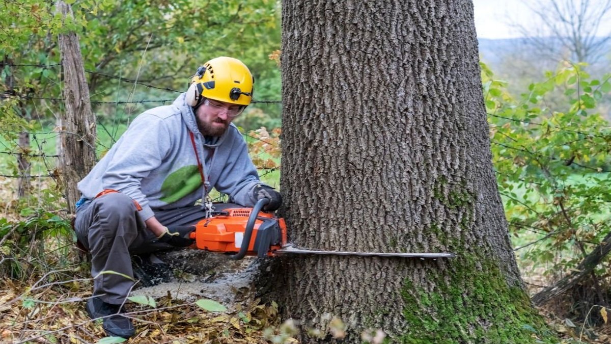 The Environmental Impact of Tree Felling: Why Deforestation Must Be Controlled