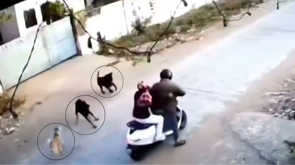 ಪ್ರಾಣಿ ಪ್ರೇಮದ ಹೆಸರಲ್ಲಿ ಅಮಾನವೀಯತೆ - ನಾಯಿಗಳಿಂದ ಮಗಳನ್ನು ರಕ್ಷಿಸಲು ಹೋದ ತಂದೆಯ ಮೇಲೆ ಮಾಲೀಕರಿಂದಲೇ ಹಲ್ಲೆ!!