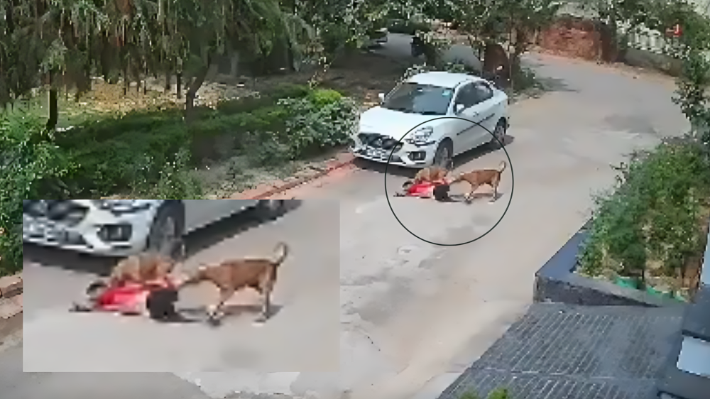 ಲಕ್ನೋ ರಸ್ತೆಗಳಲ್ಲಿ 'ನಾಯಿ' ಸಾಮ್ರಾಜ್ಯ - ಬೀದಿನಾಯಿಗಳ ಹಿಂಡಿನಿಂದ ಮಗು ಪಾರಾದ ರೋಚಕ ಕಥೆ!!