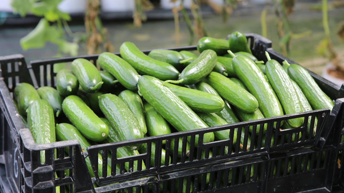 ಸೌತೆಕಾಯಿ ಕಹಿಯಾಗಿದೆ ಎಂದು ಎಸೆಯುವ ಮುನ್ನ ಈ ಲೇಖನ ಓದಿ - ಕಹಿ ಹೋಗಲಾಡಿಸಲು ಇಲ್ಲಿದೆ ಮ್ಯಾಜಿಕ್ ಟ್ರಿಕ್!!