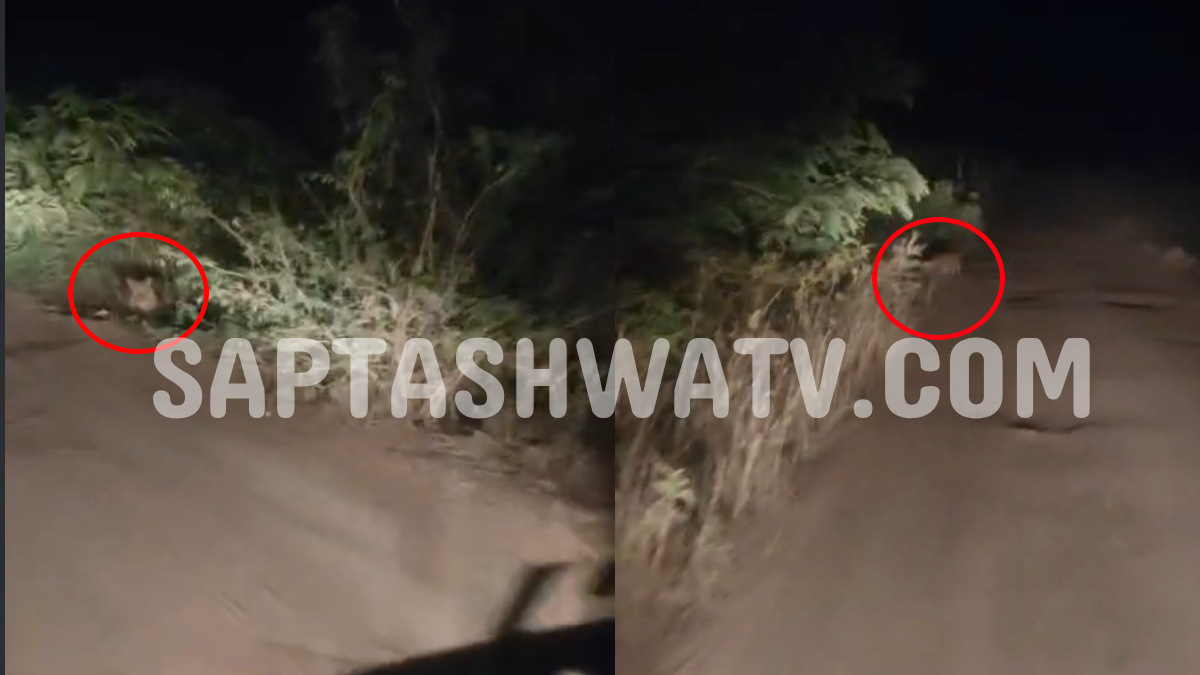 Mysuru Leopard Sighting: Big Cat Spotted Near Karohatti Canal, Residents Urge Action