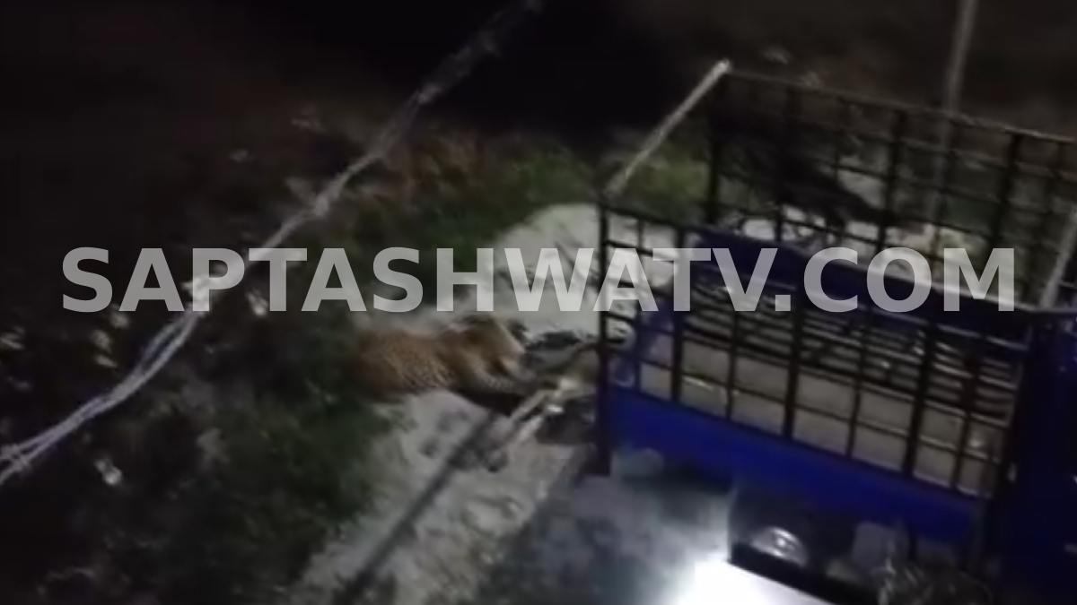 Leopard Attack in Melukote: Calf Killed at Gosala Near Cheluvanarayanaswamy Temple