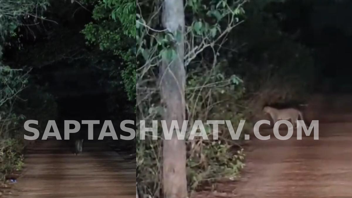 Leopard Sighting on Gokarna Beach Road Sparks Panic Among Tourists and Locals