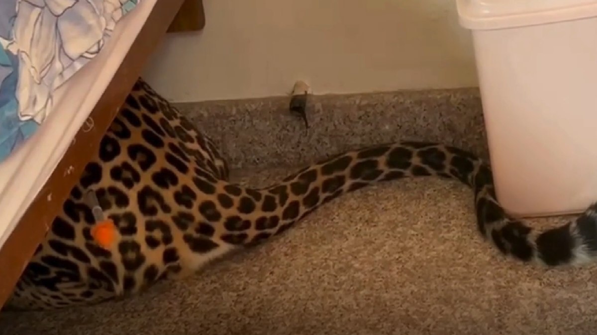 Leopard Enters House in Mysuru, Hides Under Bed; Family Escapes Unhurt