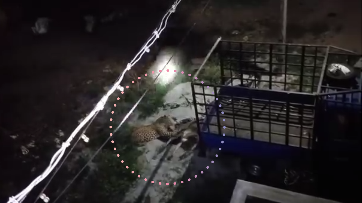 ಮೇಲುಕೋಟೆಯಲ್ಲಿ ಚಿರತೆ ಅಟ್ಟಹಾಸ - ಜನರ ಮುಂದೆಯೇ ಕರುವನ್ನು ತಿಂದು ಹಾಕಿದ ಕ್ರೂರ ಮೃಗ!!