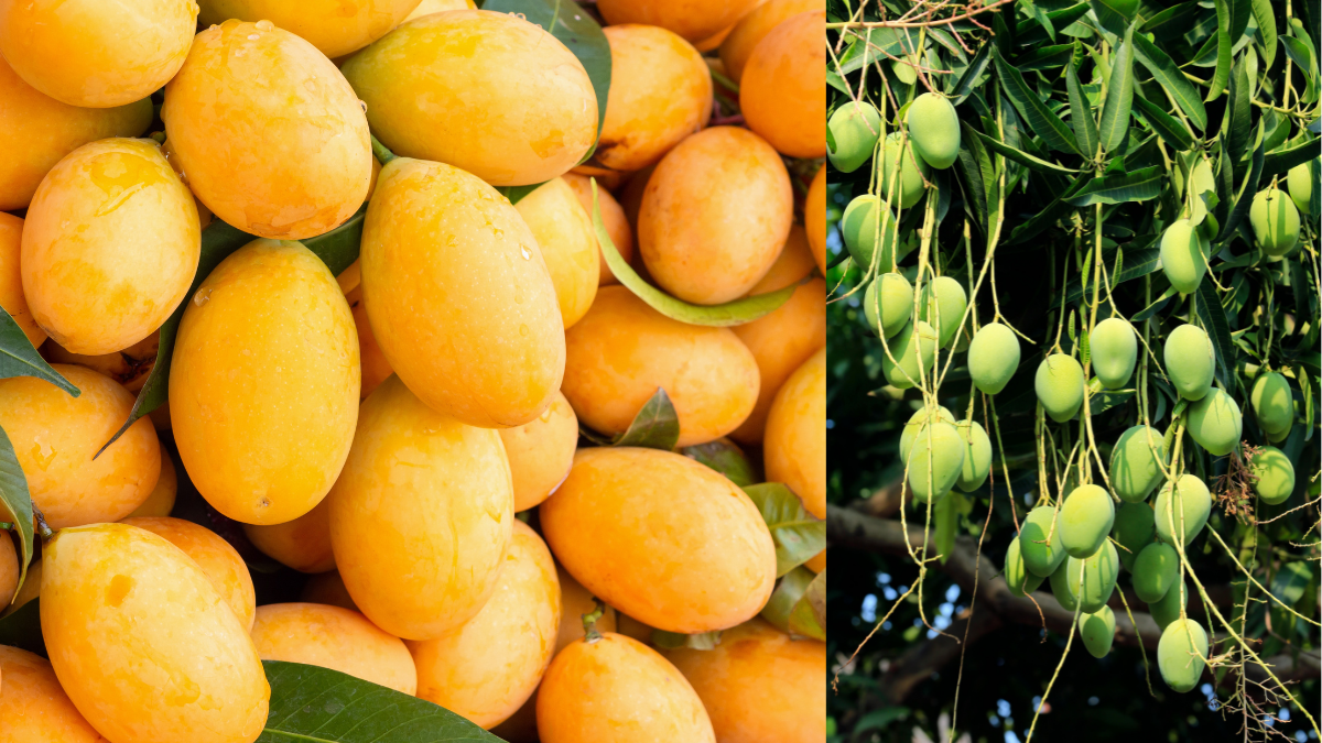 ಬೆಂಗಳೂರಿನಲ್ಲಿ 10 ರೂಪಾಯಿಗೆ ಒಂದು ಕೆಜಿ ಮಾವಿನ ಹಣ್ಣು? ಹಣ್ಣಿನ ರಾಜನ ಆಗಮನಕ್ಕೆ ಮುಹೂರ್ತ ಫಿಕ್ಸ್!!