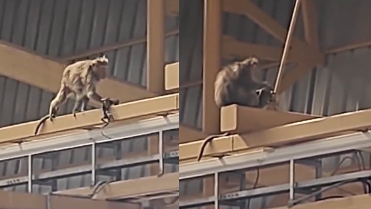 Emotional Viral Scene in Bengaluru Metro: Monkey Mother Carries Dead Baby, Sparks Reflection on Animal Grief