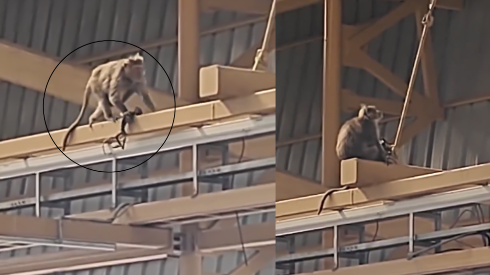 ಸತ್ತ ಮೇಲೂ ಸಾಯದ ತಾಯಿ ಮಮಕಾರ - ಮೆಟ್ರೋ ನಿಲ್ದಾಣದಲ್ಲಿ ಮರಿಯ ಅಸ್ಥಿಪಂಜರ ಹೊತ್ತು ಅಲೆಯುತ್ತಿದೆ ಮಂಗ!!