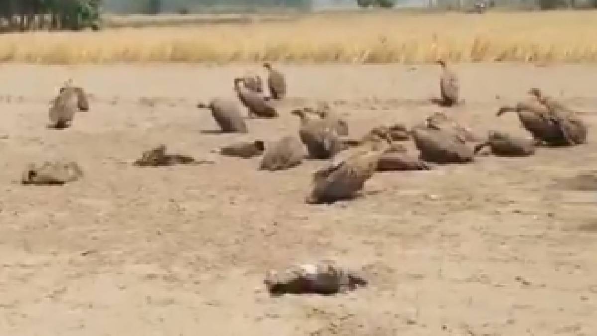 ಹಳ್ಳಿಯ ಜನರ ಒಂದು ಸಣ್ಣ ತಪ್ಪು 25 ರಣಹದ್ದುಗಳ ಬಲಿ - ದೂಧ್ವಾ ಕಾಡಿನಂಚಿನಲ್ಲಿ ನಡೆದ ದಾರುಣ ಘಟನೆಯಿದು!!