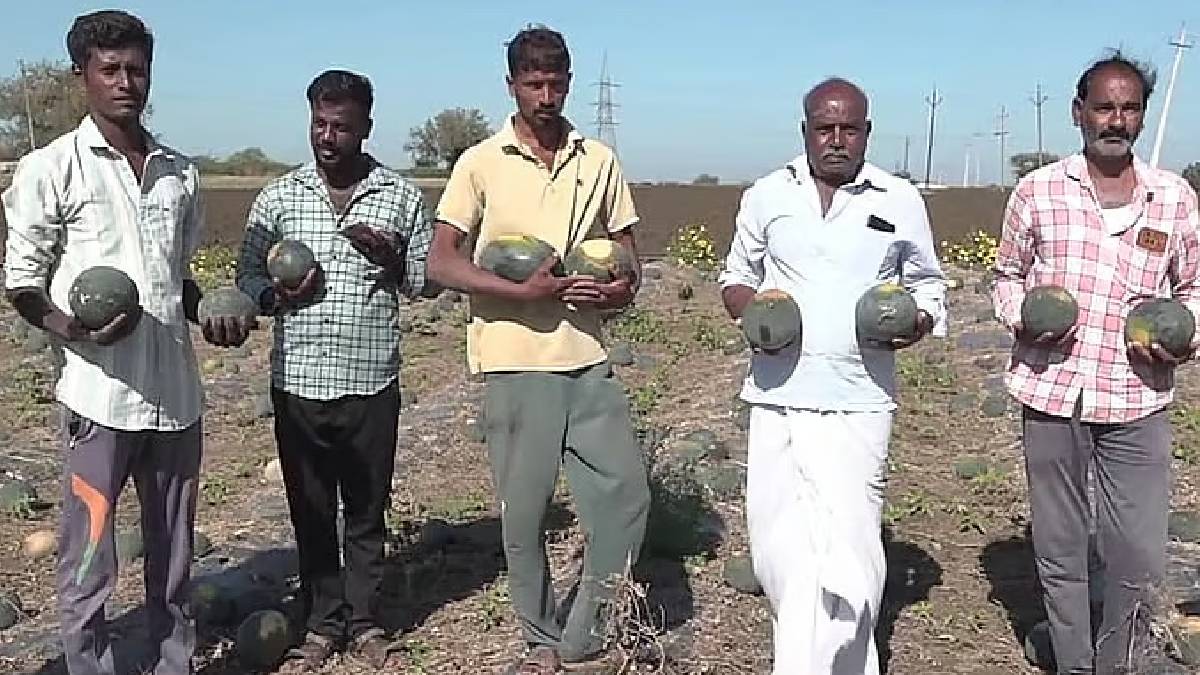 ಎಲ್ಲಿಯೋ ಯುದ್ಧ, ಇಲ್ಲಿ ಗದಗ ರೈತರಿಗೆ ಕಷ್ಟ -  ಸಿಹಿಯಾದ ಕಲ್ಲಂಗಡಿ ಹಣ್ಣು ಎಷ್ಟು ಗೊತ್ತಾ!!