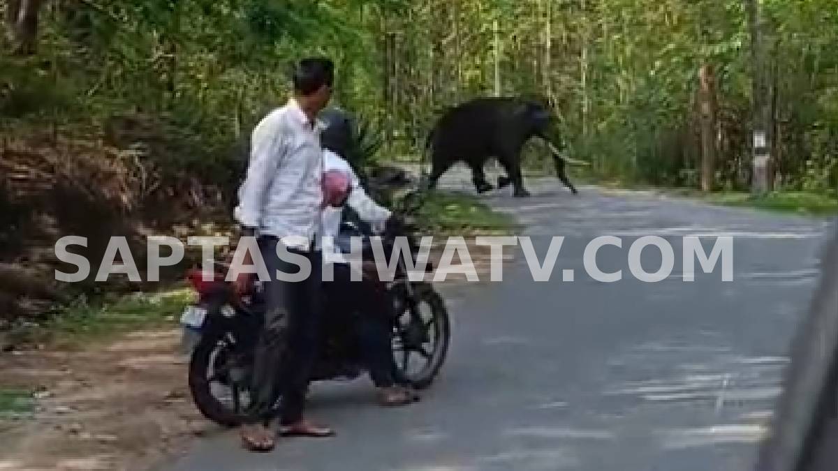 ಶೃಂಗೇರಿ-ಹೊರನಾಡು ಭಕ್ತರೇ ಎಚ್ಚರ - 24 ಗಂಟೆ ಬ್ಯುಸಿ ಇರೋ ಹೈವೇಯಲ್ಲೇ ಒಂಟಿ ಸಲಗ!!