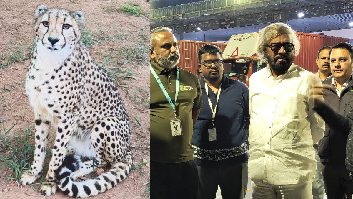 ಬನ್ನೇರುಘಟ್ಟಕ್ಕೆ ಬಂದಿವೆ 4 ಆಫ್ರಿಕನ್ ಚೀತಾಗಳು