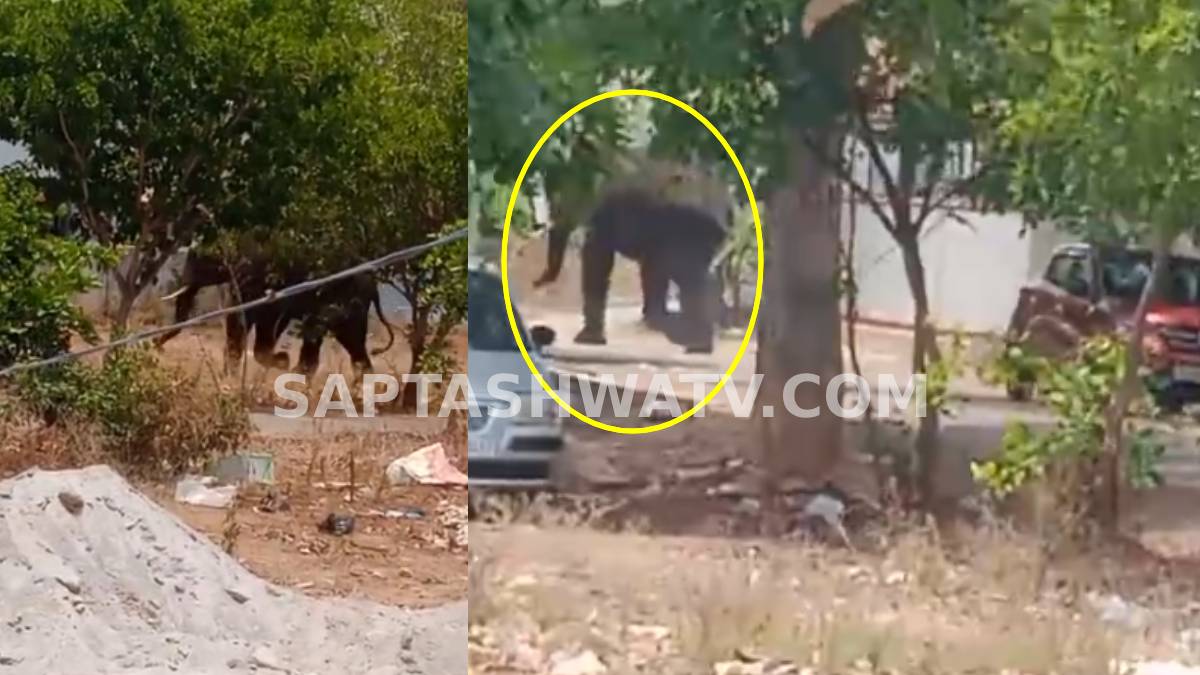 ಬೆಳ್ಳಂಬೆಳಗ್ಗೆ ಚನ್ನಪಟ್ಟಣದಲ್ಲಿ ಆನೆ ಭೀತಿ