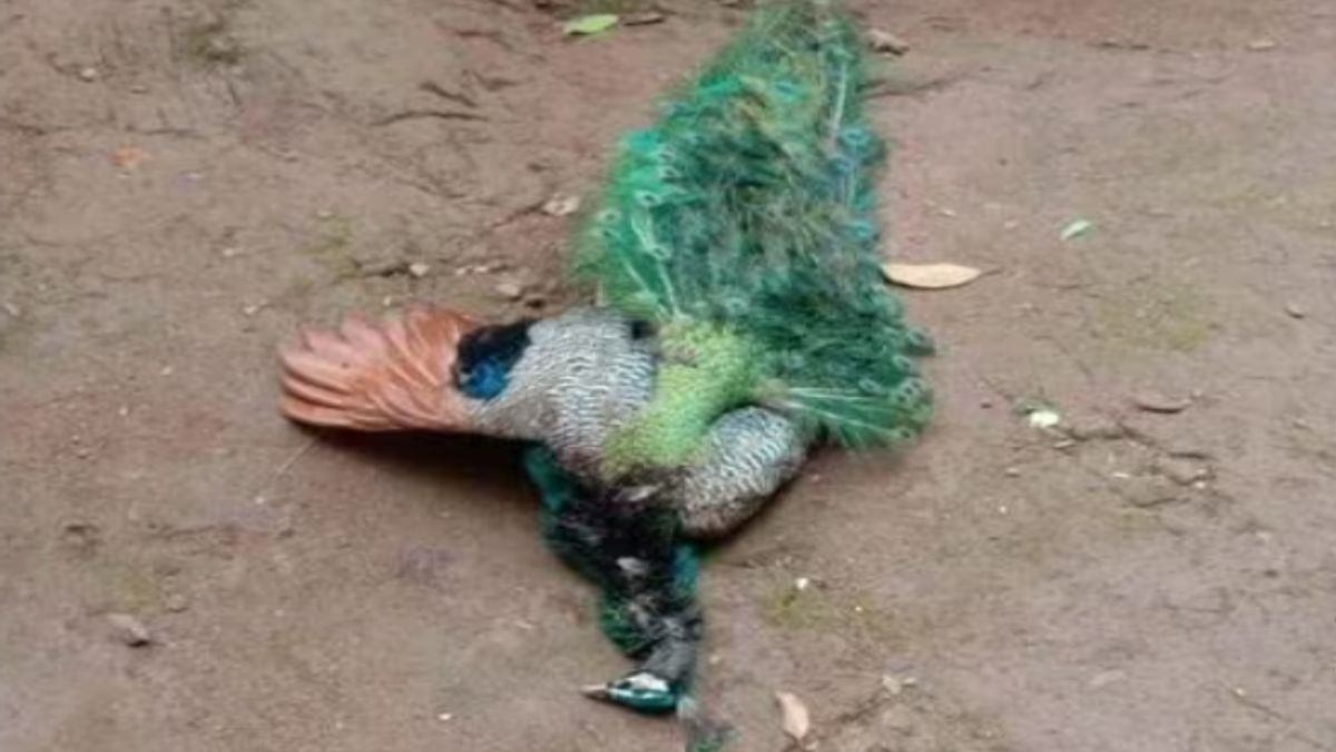 35 Peacocks Found Dead in Tumakuru; Heatwave or Bird Flu Suspected