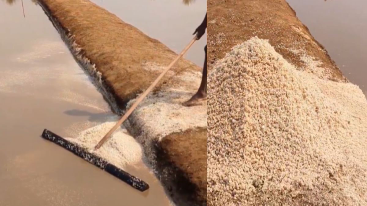 Sanikatta’s Brown Salt: A 300-Year Miracle by the Aghanashini River