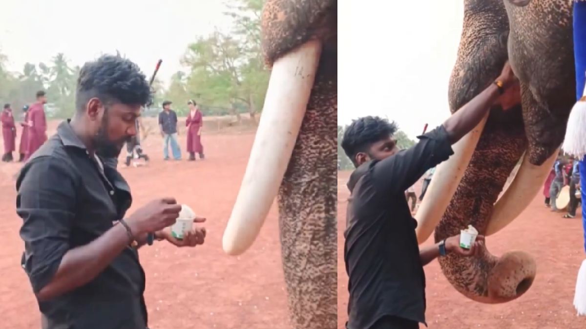 Sharing Ice Cream: A Heartwarming Bond Between Mahout and Elephant