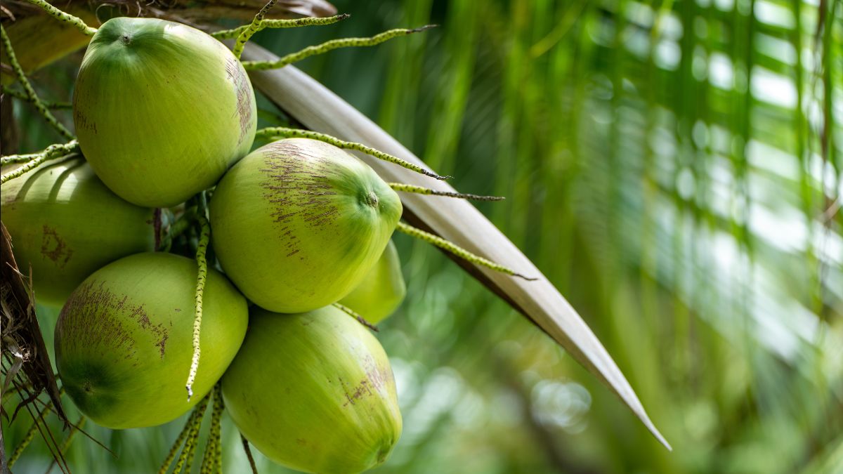 Tender Coconut Shortage: Prices Rise Amid Summer Heat and Supply Crisis
