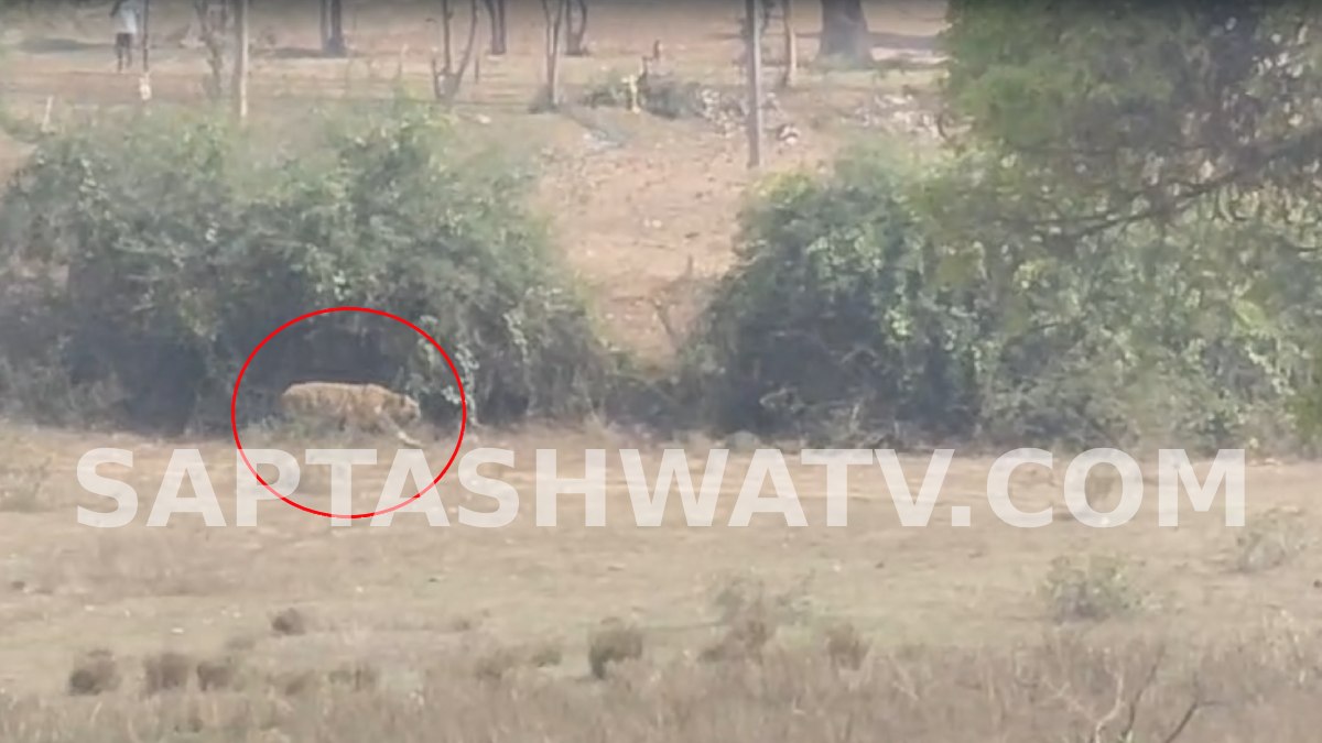 Tiger Spotted in Hadanur Village Mysuru, Villagers Panic as Video Goes Viral