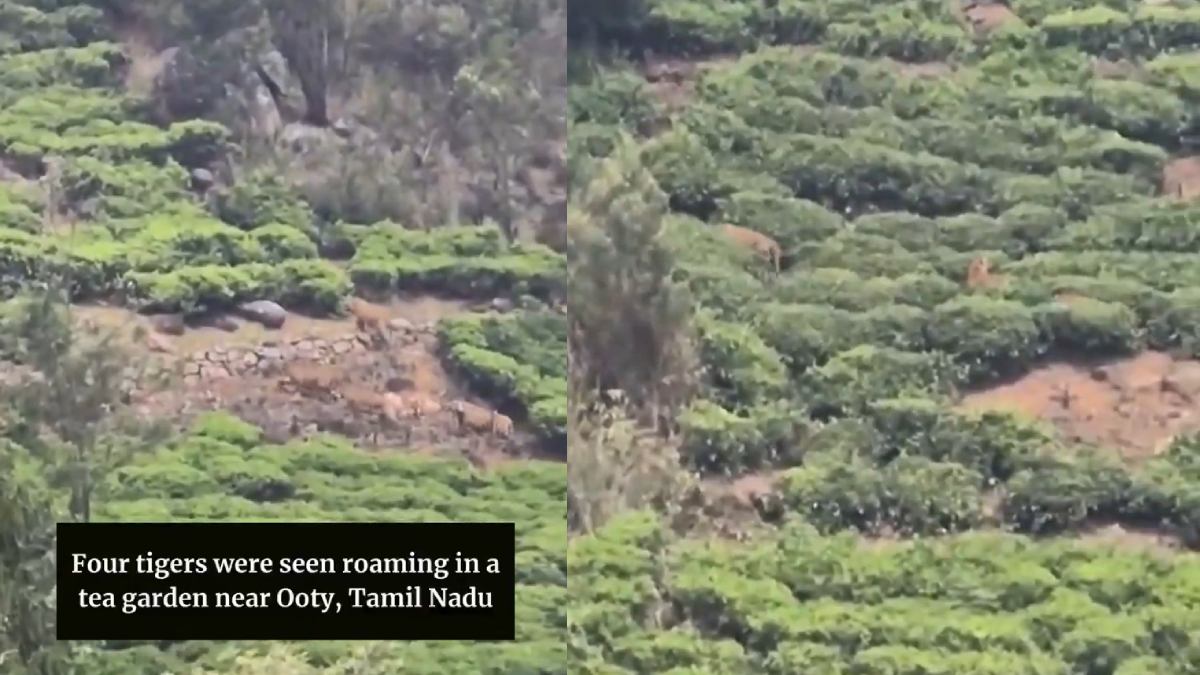 Four Tigers Spotted Roaming Tea Plantation Near Ooty, Triggering Alert in Nilgiris