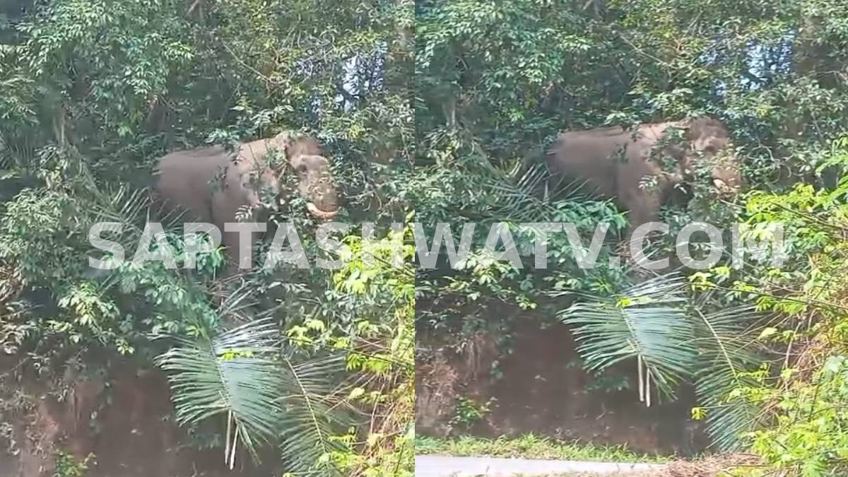 Chikkamagaluru: Lone Elephant Spotted at Charmadi Ghat, Tourists Urged to Stay Cautious