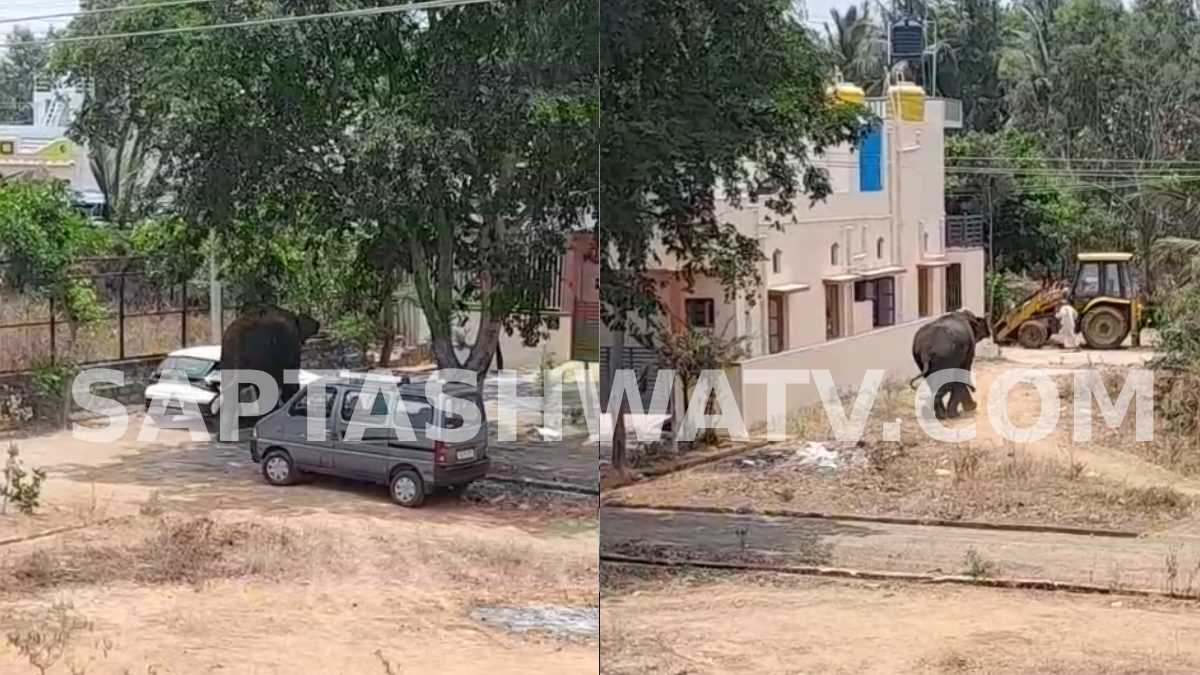 Ramanagara: Wild Elephant Enters Channapatna, Kills Cow; Panic Among Residents