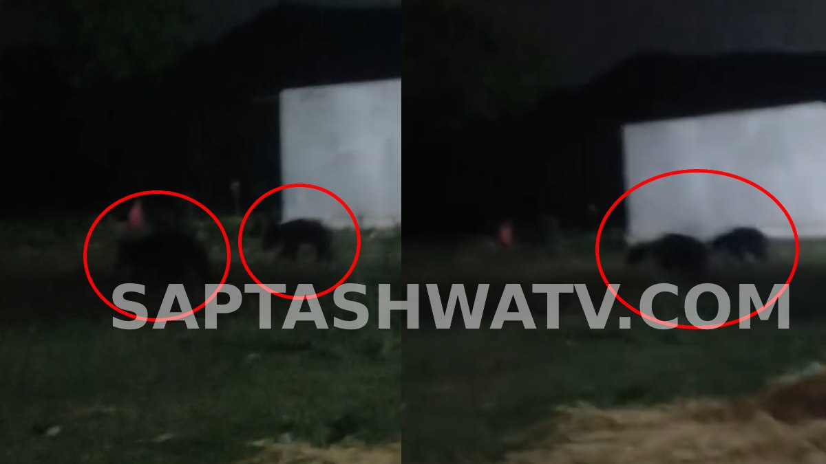 Two Bears Enter Ballari Village at Night, Residents Demand Immediate Action