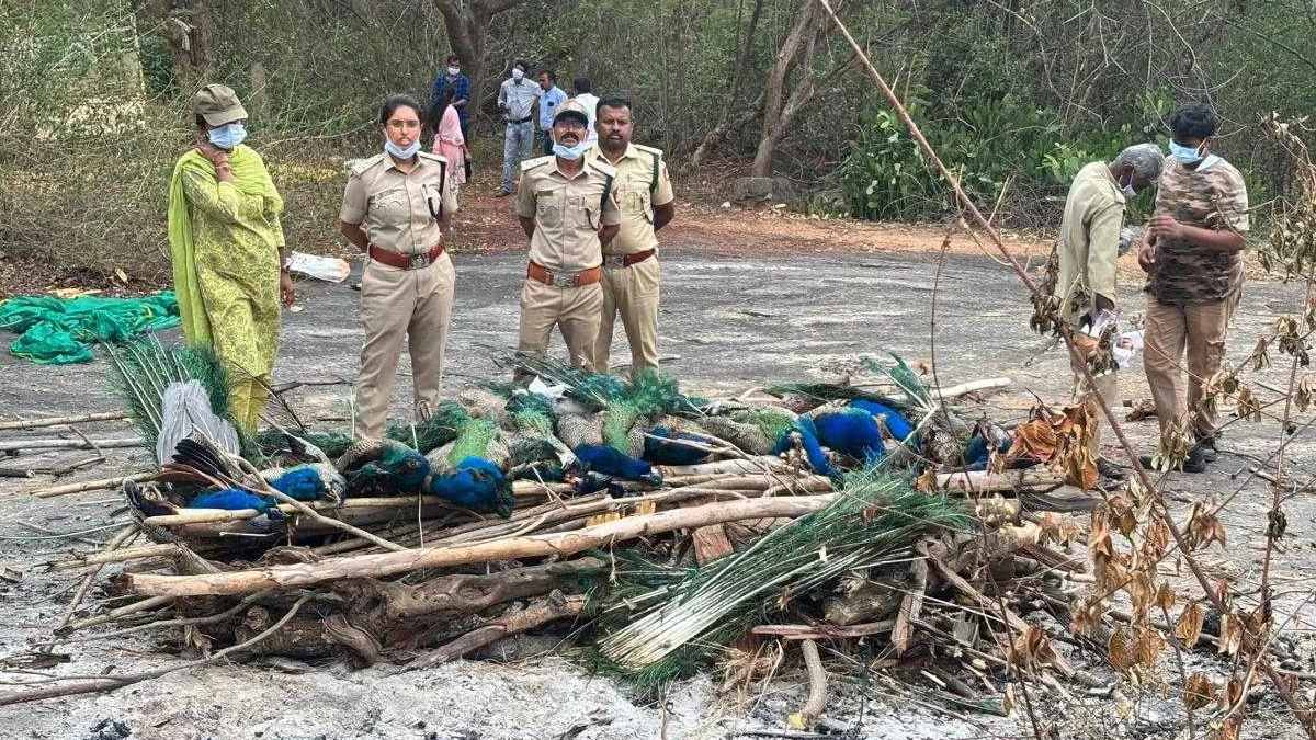 Tumakuru Bird Flu Scare | Photo Credit: https://tv9kannada.com/