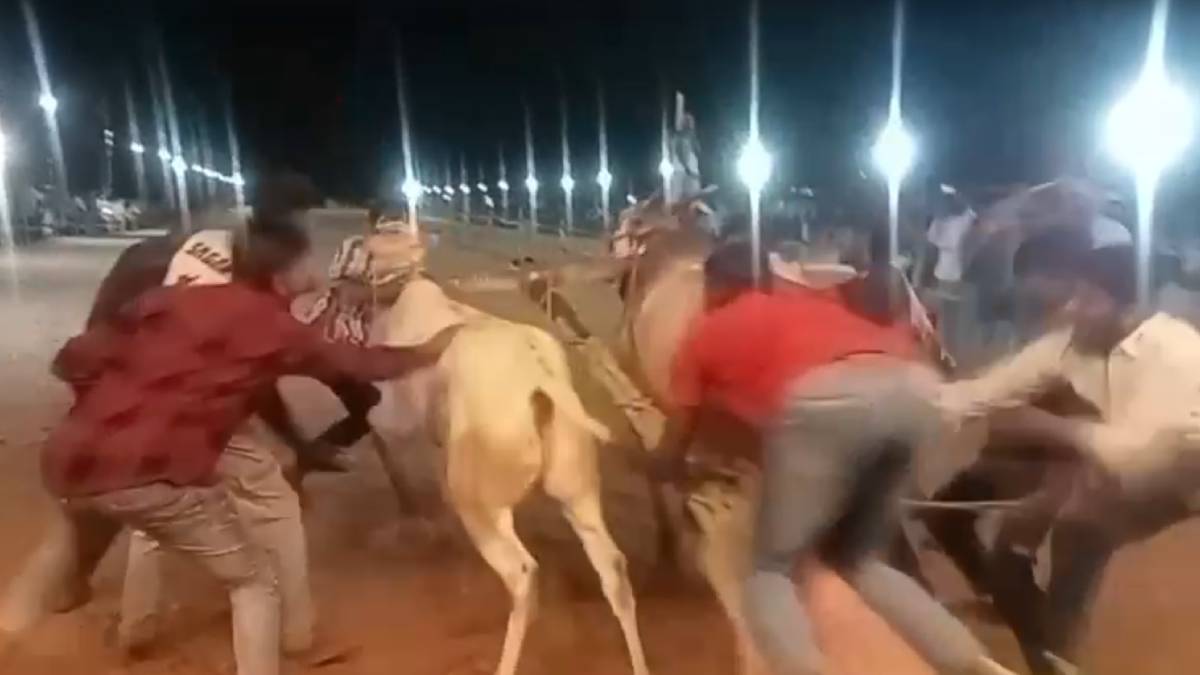 ಮಂಡ್ಯದ ಮಣ್ಣಲ್ಲಿ ಎತ್ತಿನಗಾಡಿಗಳ ದರ್ಬಾರ್ - ಮೈನವಿರೇಳಿಸಿದ ಎತ್ತುಗಳ ಓಟದ ಸ್ಪರ್ಧೆ!! ವಿಡಿಯೋ ವೈರಲ್;