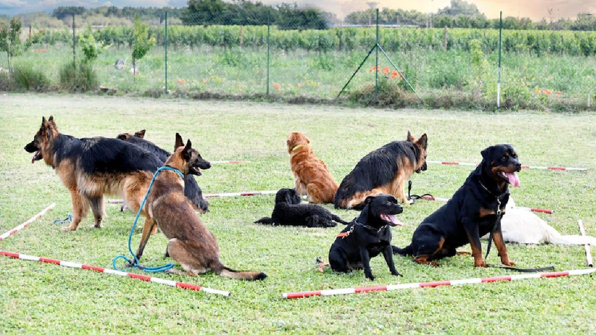 Top Dog Training Centres in Bangalore for Obedience and Behavioural Care