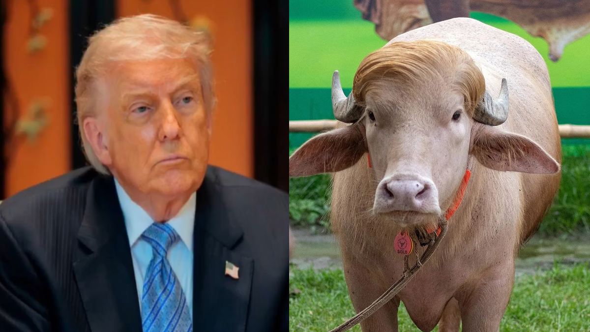 Bangladesh’s Viral ‘Donald Trump’ Buffalo Saved From Eid Sacrifice, Shifted to Dhaka Zoo
