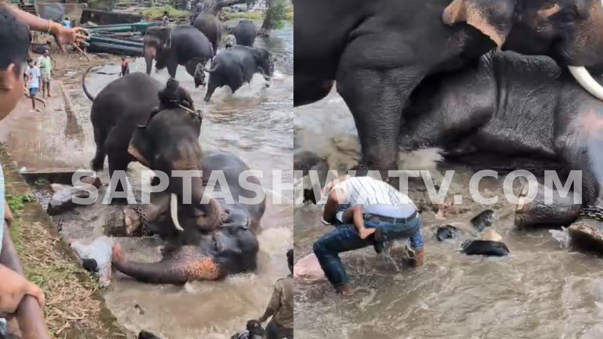 Kodagu: Tourist Woman Killed in Elephant Accident at Dubare Elephant Camp